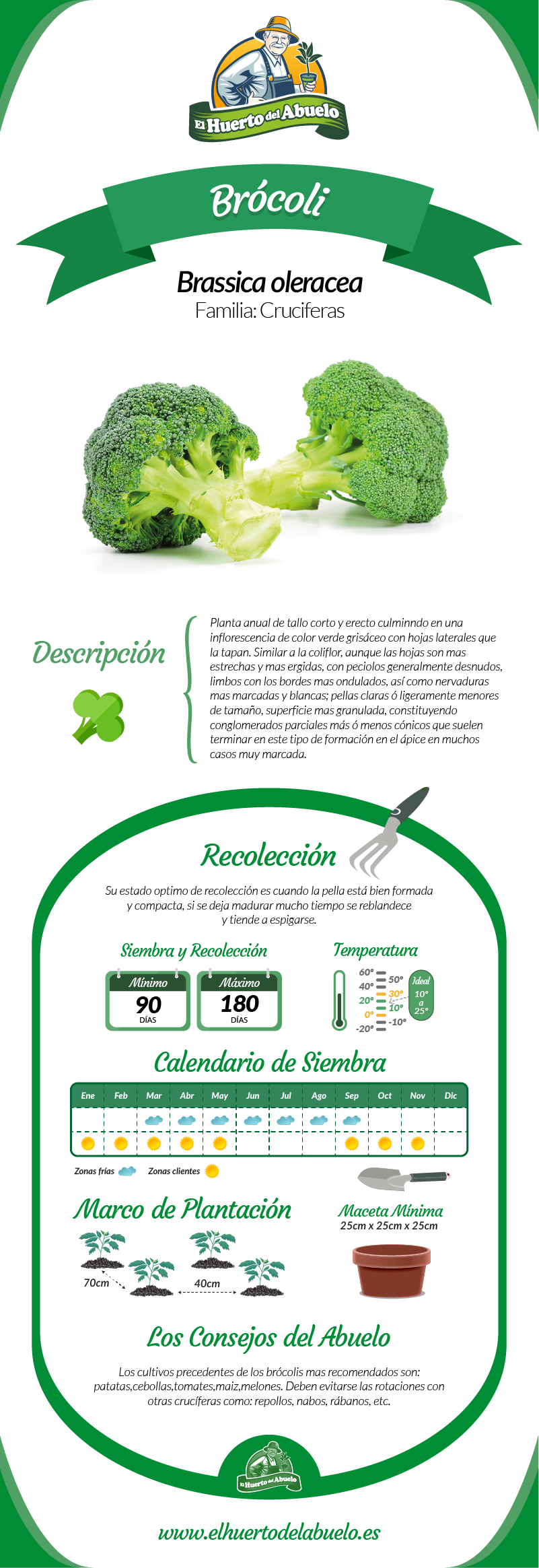 Infografía brócoli